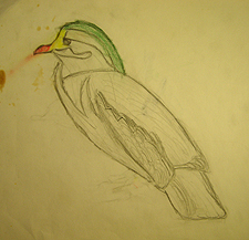 Preschool and elementary school art, John O'Keefe Jr colored pencil drawing of duck, created when he was seven years old