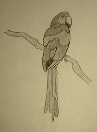 John O'Keefe Jr pencil drawing of a macaw, created when he was nine years old, preschool and elementary school art