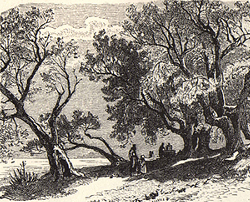 Old Olive Tree Path, Victorian engraving